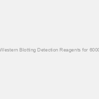Amersham ECL Western Blotting Detection Reagents for 6000cm2 membrane